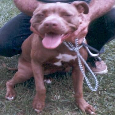 J&M Pitts Red-Heads Up Pit Bull.jpg